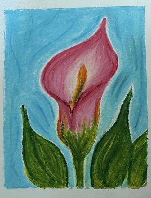 Calla lily, oil pastel drawing by Ariana Singh
